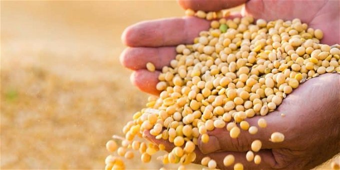 سعر طن الذرة الصفراء في مصر 2023