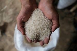 أسعار الأرز الشعير اليوم