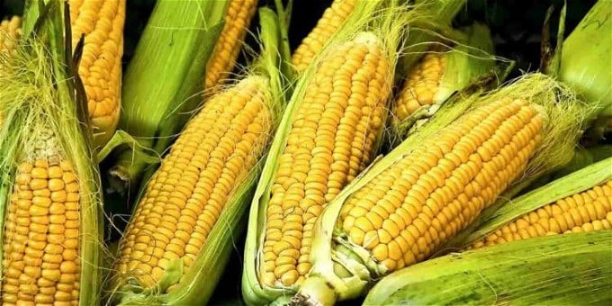 سعر طن الذرة الصفراء اليوم في مصر