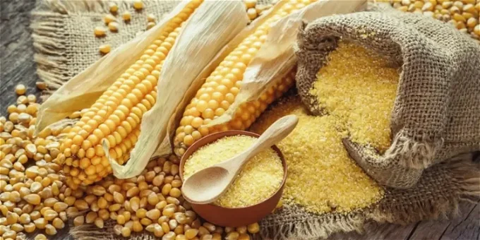 سعر طن الذرة الصفراء اليوم في مصر